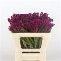 Берзелия-Berzelia-Squarrosa Pink-50cm 7df4876b-e0d4-11ec-0a80-0b25000efce9