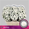 Хризантема сант-Chrysant sant-Pizarro-55cm-100gr 7e0d22c6-e0d4-11ec-0a80-0b25000efcec