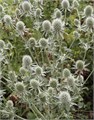 Эрингиум-Eryngium-Magical Silver Lagoon-70cm-FE 7e0e6e24-7360-11ee-0a80-061b00182233