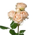 Роза куст-Rosa sp-Summerrose-60cm--Si 7e1e29c8-e5f6-11ed-0a80-05fe001533ca