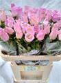 Кампанула-Campanula-M Champion Pink-70cm 7e2e56dc-bfa4-11ec-0a80-0b4c00070169