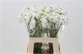 Скабиоза-Scabiosa-At Milky Scoop-60cm 7e463892-bfa5-11ec-0a80-0b4c0007f787