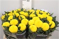 Хризантема одн-Chrysant Gr-Borg-70cm-90cm 7e4e6017-e412-11ed-0a80-01a8001d9f78