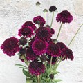 Скабиоза-Scabiosa-At Re Vel Scoop-60cm 7e4e9f7a-bfa5-11ec-0a80-0b4c0007f791