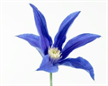 Клематис-Clematis-Amazing Oslo--60cm 7e52f9b6-bfa4-11ec-0a80-0b4c000701f3