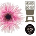 Гербера-Gerbera-Spider Maleficent Diamond-50cm 0d3eb9cf-519d-11f0-0a80-078f001aee16