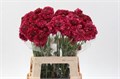 Скабиоза-Scabiosa-At F Scoop H Pi-60cm 7e57aa30-bfa5-11ec-0a80-0b4c0007f79a