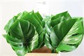 Монстера-Monstera-50cm-23gr 7e5ac1ba-e0d4-11ec-0a80-0b25000efcf2