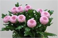 Хризантема одн-Chrysant Gr-Momoko-70cm-80cm 7e5b7216-e412-11ed-0a80-01a8001d9f7e