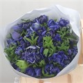 Анемон-Anemone-Ex Fullstar Blue-40cm 7e5eedd5-8c81-11ee-0a80-14300049b313