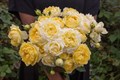 Роза куст-Rosa sp-Julietta Limonchella-53cm--Ti 7e6e8f97-bea5-11ef-0a80-11810005c5e5