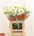Скабиоза-Scabiosa-At F Scoop Whit-65cm 7e70e30f-bfa5-11ec-0a80-0b4c0007f7b5