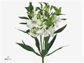 Альстромерия-Alstroemeria-Fl Charmelia White-//75cm 7e7bbfd4-50f6-11ef-0a80-0d9a0032498f