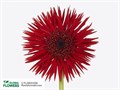 Гербера-Gerbera-Mi Gersp Diamond Vulcano-50cm 7e8ea776-8c81-11ee-0a80-14300049b316