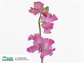 Латирус-Lathyrus-Wi Suns Rose-40cm 7e90003a-e412-11ed-0a80-01a8001d9f84