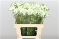 Скабиоза-Scabiosa-C Midsummer Snow-65cm 7e91a888-bfa5-11ec-0a80-0b4c0007f7d9