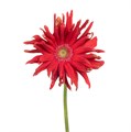 Гербера-Gerbera-Pasta Pomodoro Diamond-50cm 7e988ad8-8c81-11ee-0a80-14300049b319