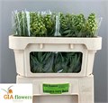 Фритилярия-Fritillaria-Ivory Bells--65cm 7e9cf748-ce44-11ed-0a80-0db70029c124