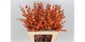 Илекс-Ilex-Ve Oudij Orange-60cm-GW 7e9f63ab-c94f-11f0-0a80-15ed003ae141
