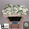 Скабиоза-Scabiosa-Caucasica-65cm 7ea258d2-bfa5-11ec-0a80-0b4c0007f7eb