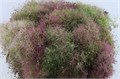 Котинус-Cotinus-Pruik P Bunch-55cm 7ebfaa8e-f99b-11ed-0a80-14030000ddcb