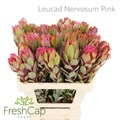 Леукадендрон-Leucadendron-Nervosum Pink--60cm 7ebfda9b-1559-11f0-0a80-0b560013523b