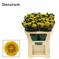 Хризантема одн-Chrysant Gr-Tropicana-70cm-80gr 0d42ec7b-557b-11ee-0a80-020700364fa2