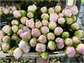 Пион-Paeonia-Miss America-50cm 7ec344a8-e0d4-11ec-0a80-0b25000efcf8