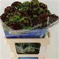 Гвоздика ст-Dianthus st-Barb Barb Red-60cm 7eca384c-f99b-11ed-0a80-14030000ddce