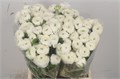 Ранункулус-Ranunculus-El White Ex-45cm-35gr 7ecfd406-8c81-11ee-0a80-14300049b31c