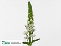 Орнитогалум-Ornithogalum-Thy White Star-60cm 7ed3998b-f99b-11ed-0a80-14030000ddd1