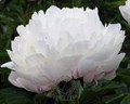 Пион-Paeonia-Bright White-60cm 7ed4569b-e0d4-11ec-0a80-0b25000efcfb