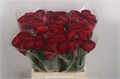 Ранункулус-Ranunculus-Su Ex Valentino-45cm 7ed5e637-8c81-11ee-0a80-14300049b31f