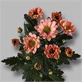Хризантема сант-Chrysant sant-Babette-50cm-100gr 0d451227-4c92-11ee-0a80-1087000731a4