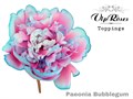 Пион-Paeonia-Bubblegum-50cm 7ee4761c-f99b-11ed-0a80-14030000ddd4