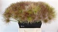 Пулса-Pulsa-Seed Fluffy-50cm 7eea6552-f99b-11ed-0a80-14030000ddd7