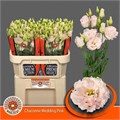 Лизиантус G-Lisianthus G-Chac Wed Pink--70cm 0d457052-cf0d-11ee-0a80-03830038a5a8