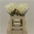 Калла-Zantedechia-White Art-55cm 7f0ccb1f-f99b-11ed-0a80-14030000dddd
