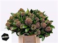 Скиммия-Skimmia-J Frag Cloud Bs-40cm 7f10bc36-bfa5-11ec-0a80-0b4c0007f853