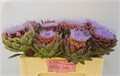 Цинара-Cynara- Sc Green Glob-50cm 7f15609d-e0d4-11ec-0a80-0b25000efd01