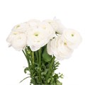 Ранункулус-Ranunculus-Cloni White 7f1c9999-bfa6-11ec-0a80-0b4c0008d608