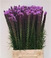 Лиатрис-Liatris-Spicata--70cm 0d4596df-4df8-11ed-0a80-0c5300625134