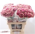 Гвоздика ст-Dianthus st-Hurricane-65cm 7f3112c0-f99b-11ed-0a80-14030000dde3