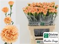 Гвоздика ст-Dianthus st-Monnalisa Oran-70cm 7f33f29f-8c81-11ee-0a80-14300049b32e
