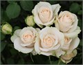 Роза куст-Rosa sp-Super Bubbles--60cm--IS 7f3e56d7-6652-11ed-0a80-023a00090123