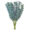 Эвкалипт-Eucalyptus-Baby Blue-200gr 7f401983-bfa6-11ec-0a80-0b4c0008d61f