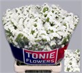 Лимониум-Limonium-S Wh Starl Wings-80cm-80gr 7f4627b4-f99b-11ed-0a80-14030000dde9