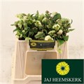Хеллеборус-Helleborus-Magnific Bells 30-30cm 0d476656-7850-11ed-0a80-073a0025de2c