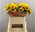 Подсолнух-Helianthus-Teddy Bear--80cm 00c4148e-bfa5-11ec-0a80-0b4c00077f7d