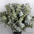 Эвкалипт-Eucalyptus-Cinerea-300gr*GW 7f5740d8-bfa6-11ec-0a80-0b4c0008d62f
